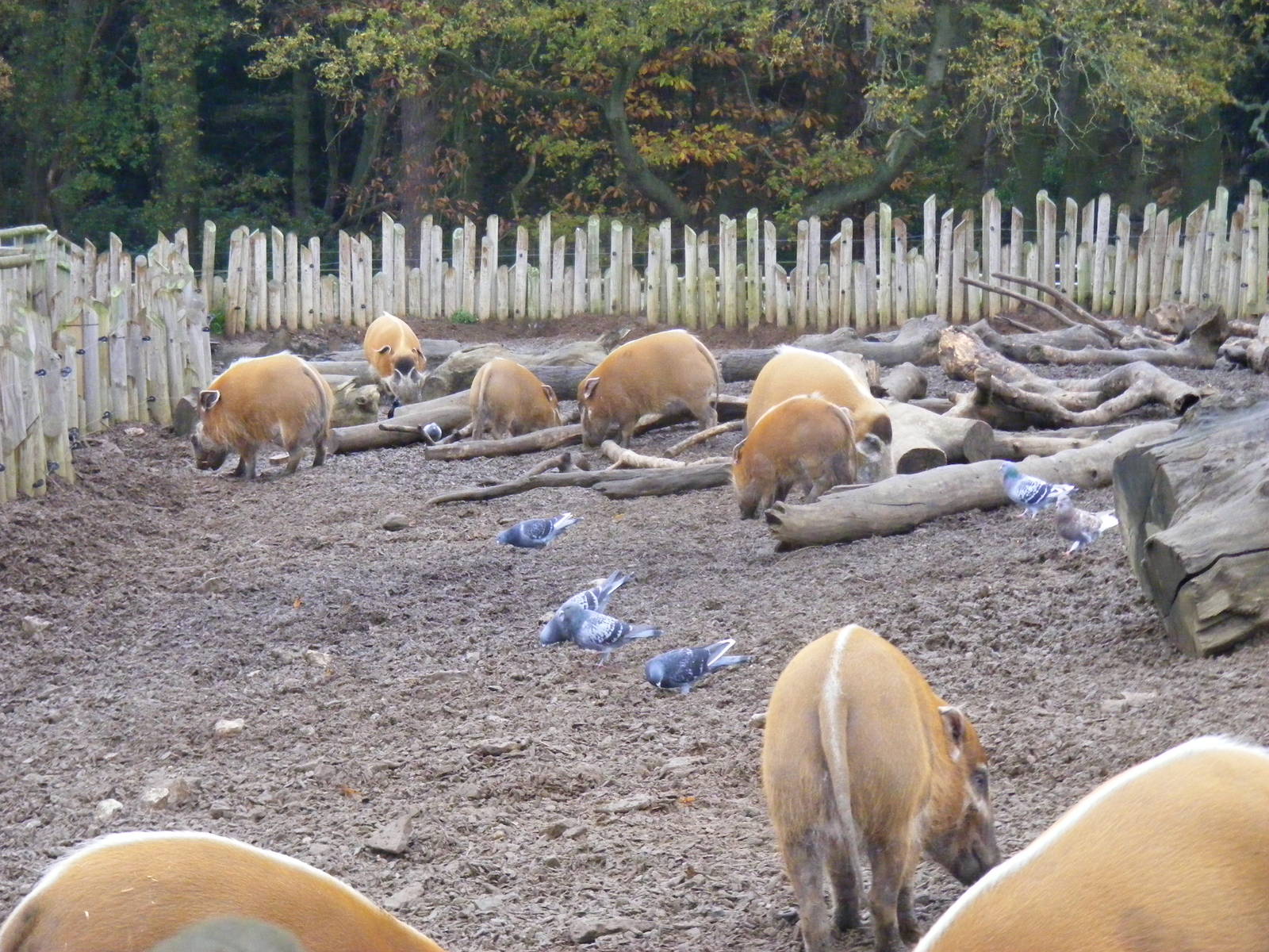 Red river hogs at Woburn Safari Park, 14 November 2010