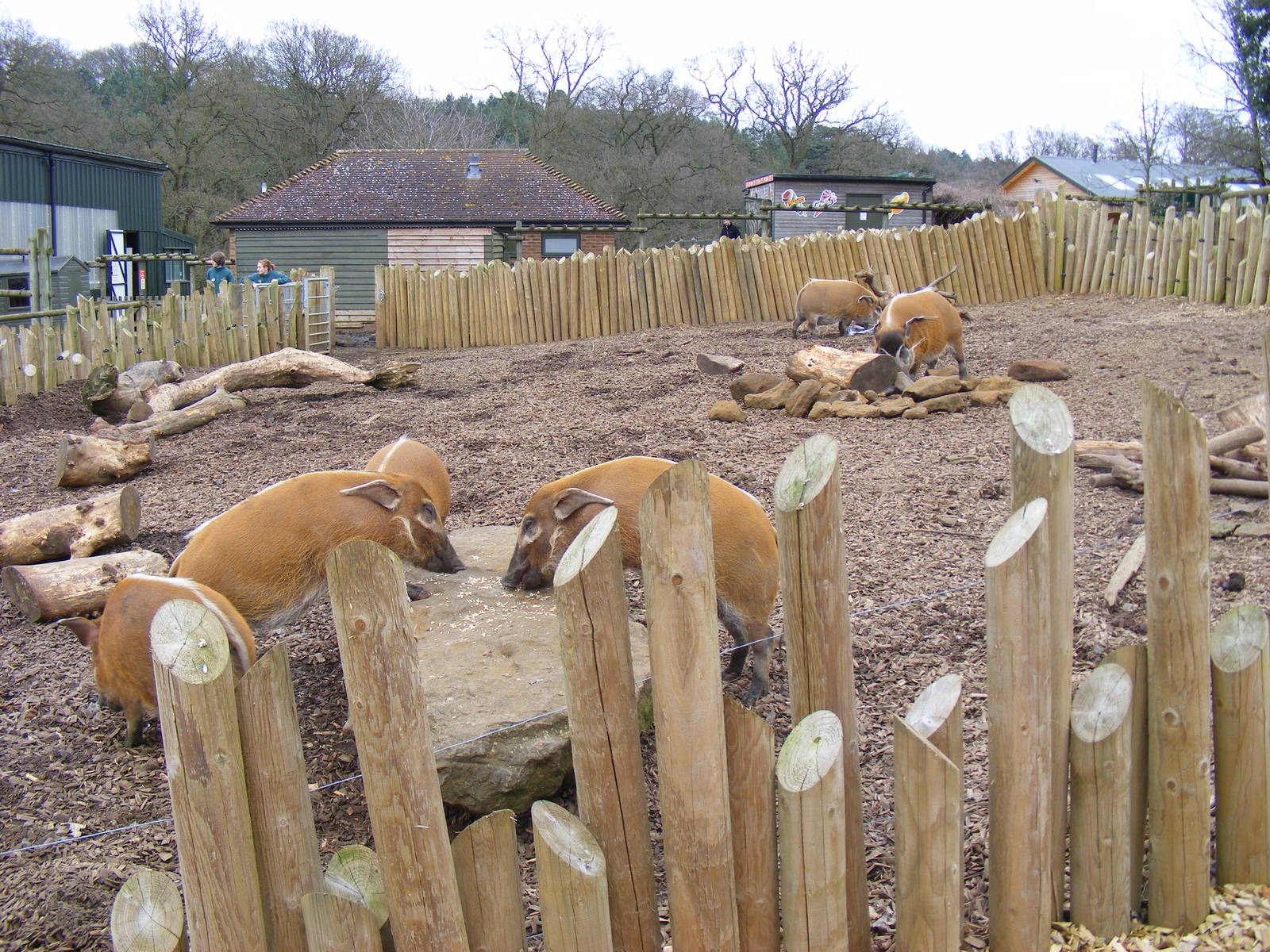 Red River Hogs at Woburn Safari Park, 28 February 2009