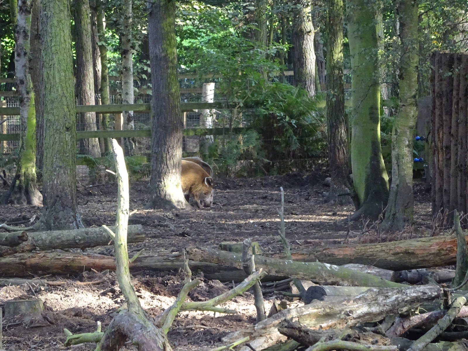 Red River Hogs at Yorkshire Wildlife Park