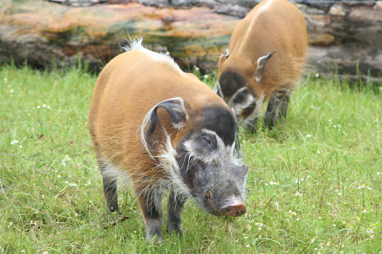 Red river hogs - Chester zoo  June 08
