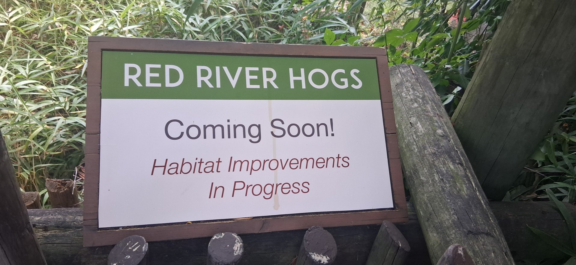 Red river hogs coming soon to the cincinnati zoo