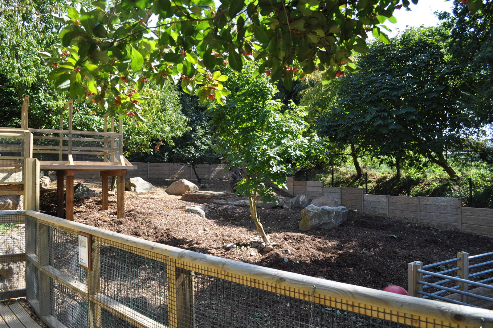 Red River Hogs Enclosure