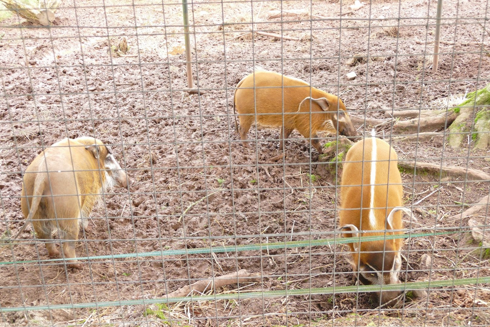 Red River Hogs, February 2022