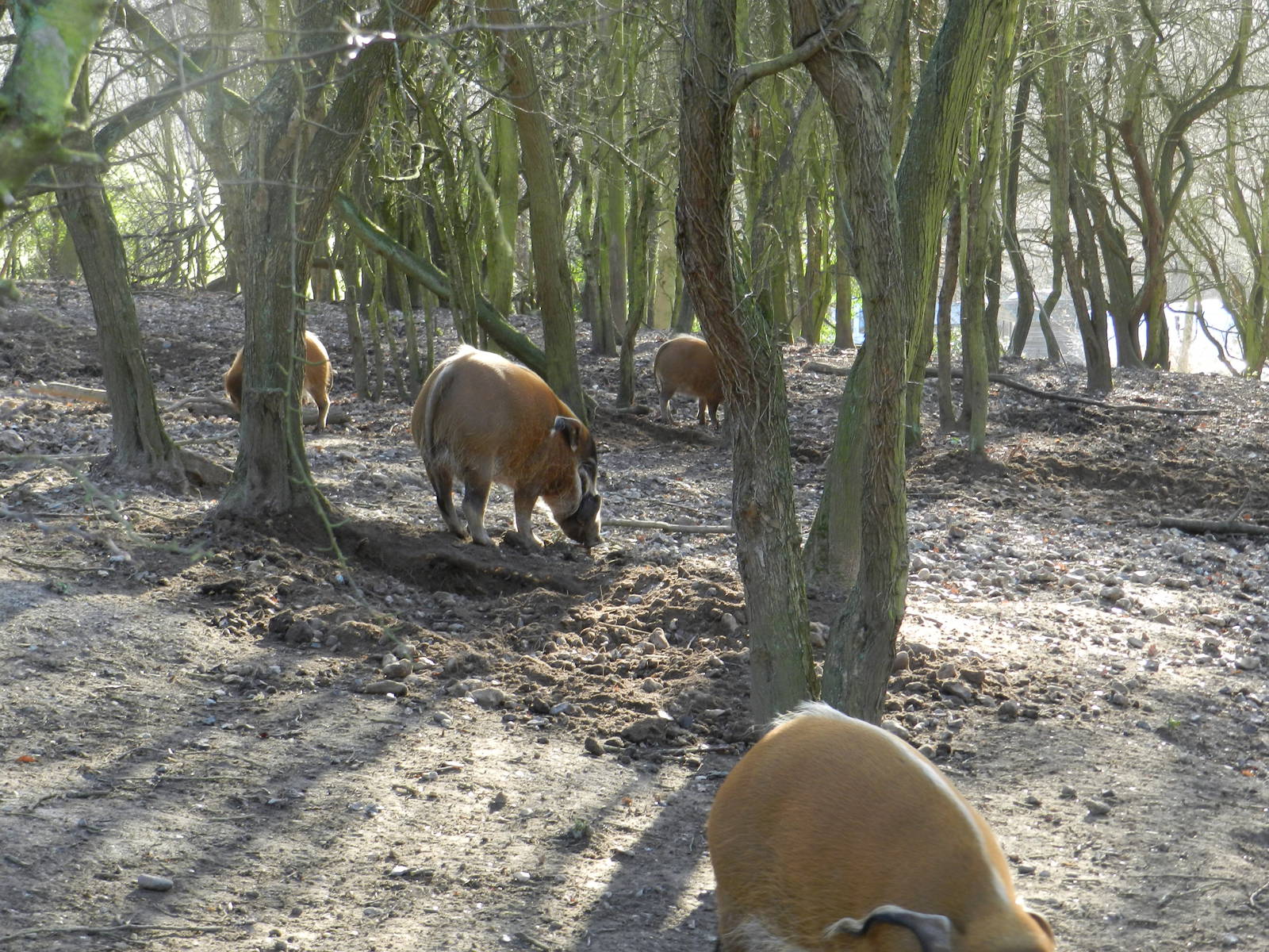 Red River Hogs foraging