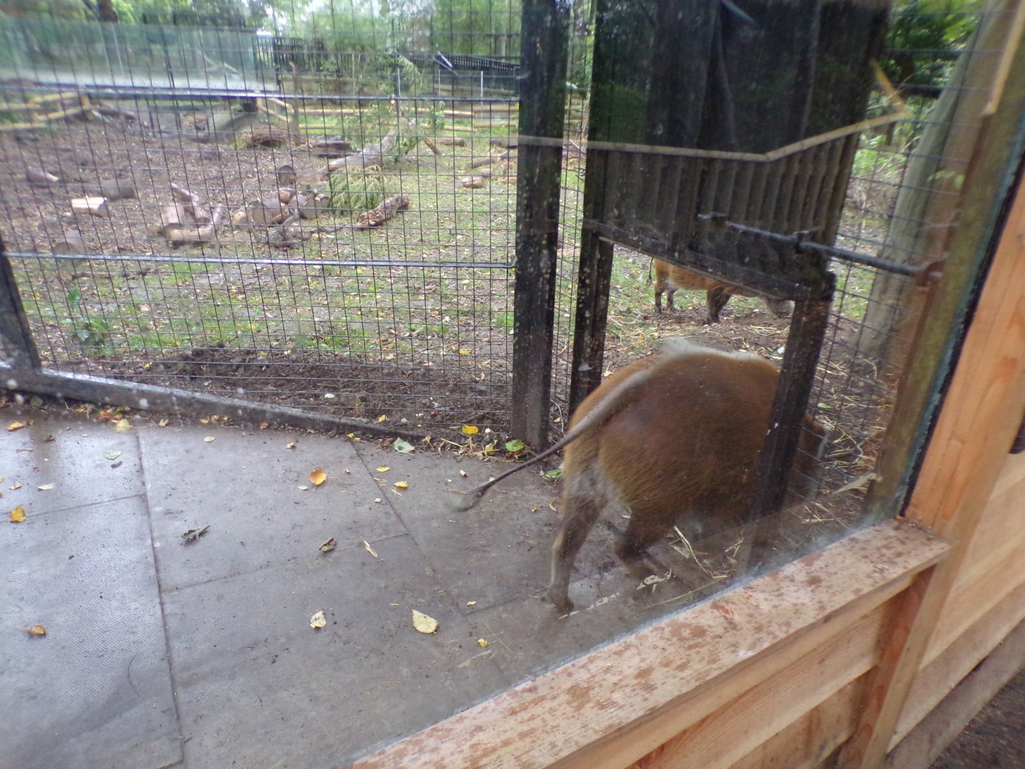 Red river hogs in new enclosure 25.8.24