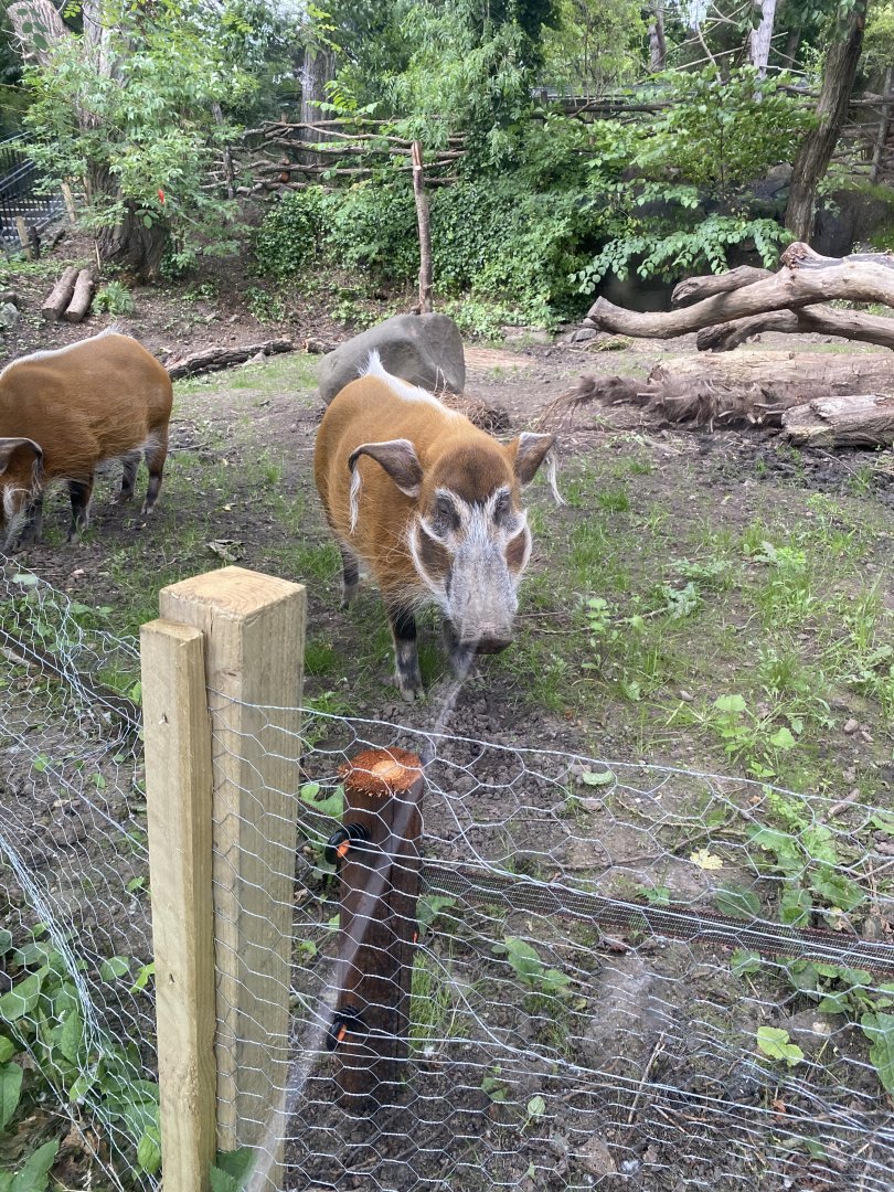 Red River Hogs in New Exhibit