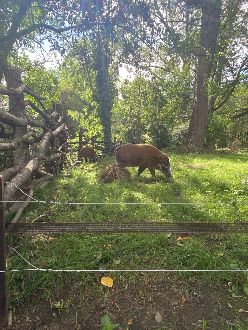 Red River Hogs in New Exhibit