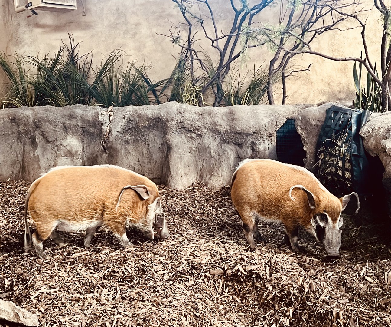 Red River Hogs - Indoor Exhibit
