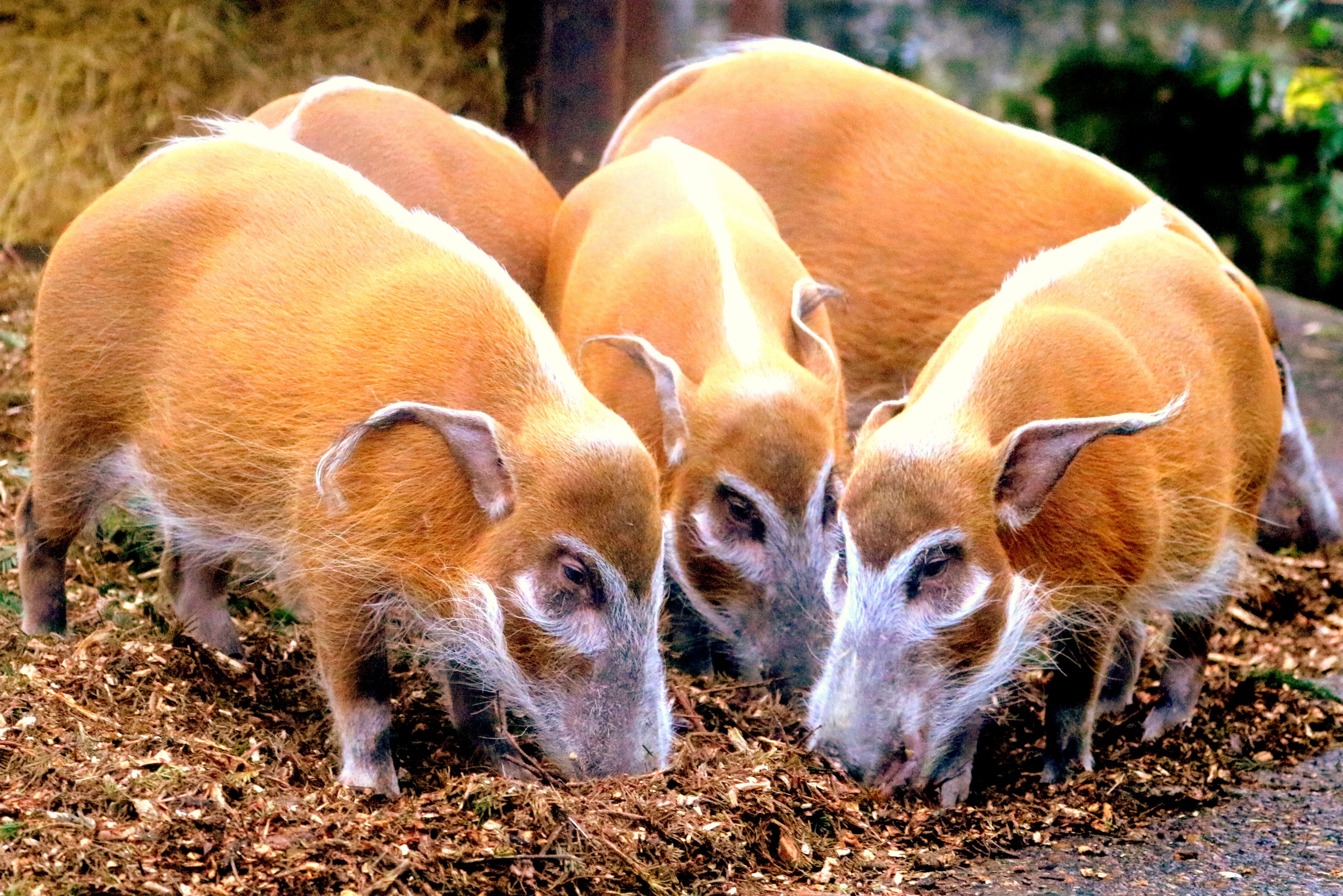 Red river hogs; London Zoo; 24th January 2020
