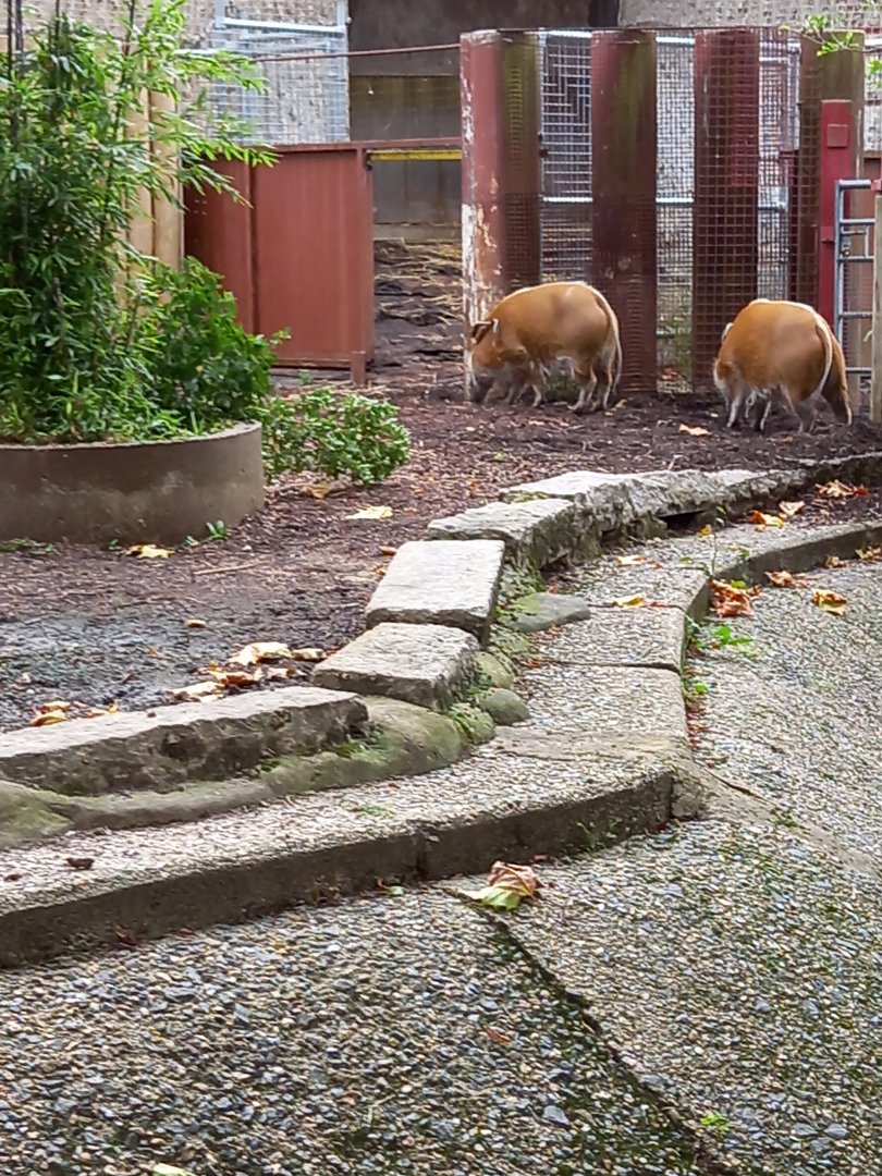 Red River Hogs @ London Zoo