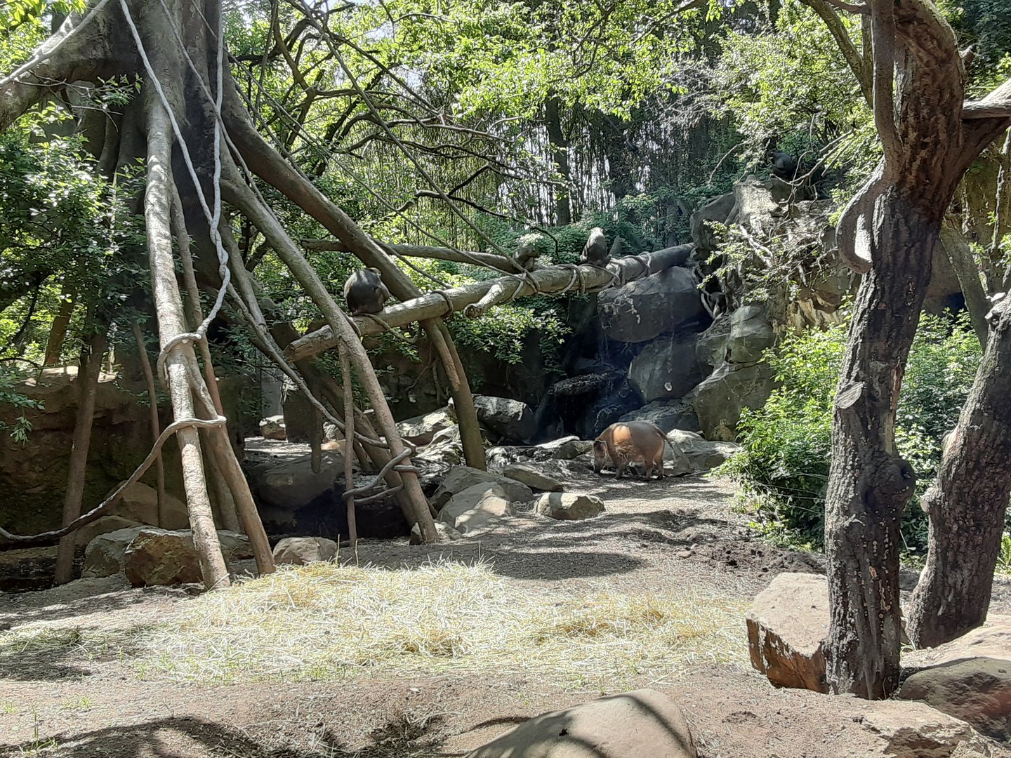 Red River Hogs/Mandrills