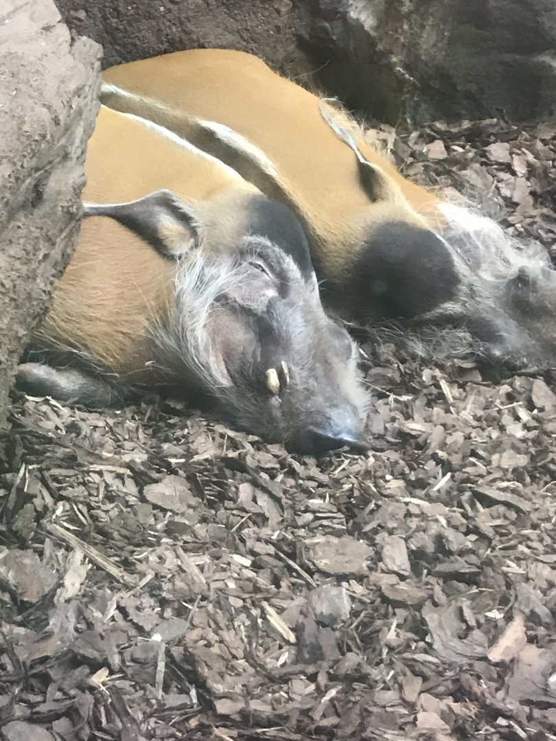 Red River hogs napping
