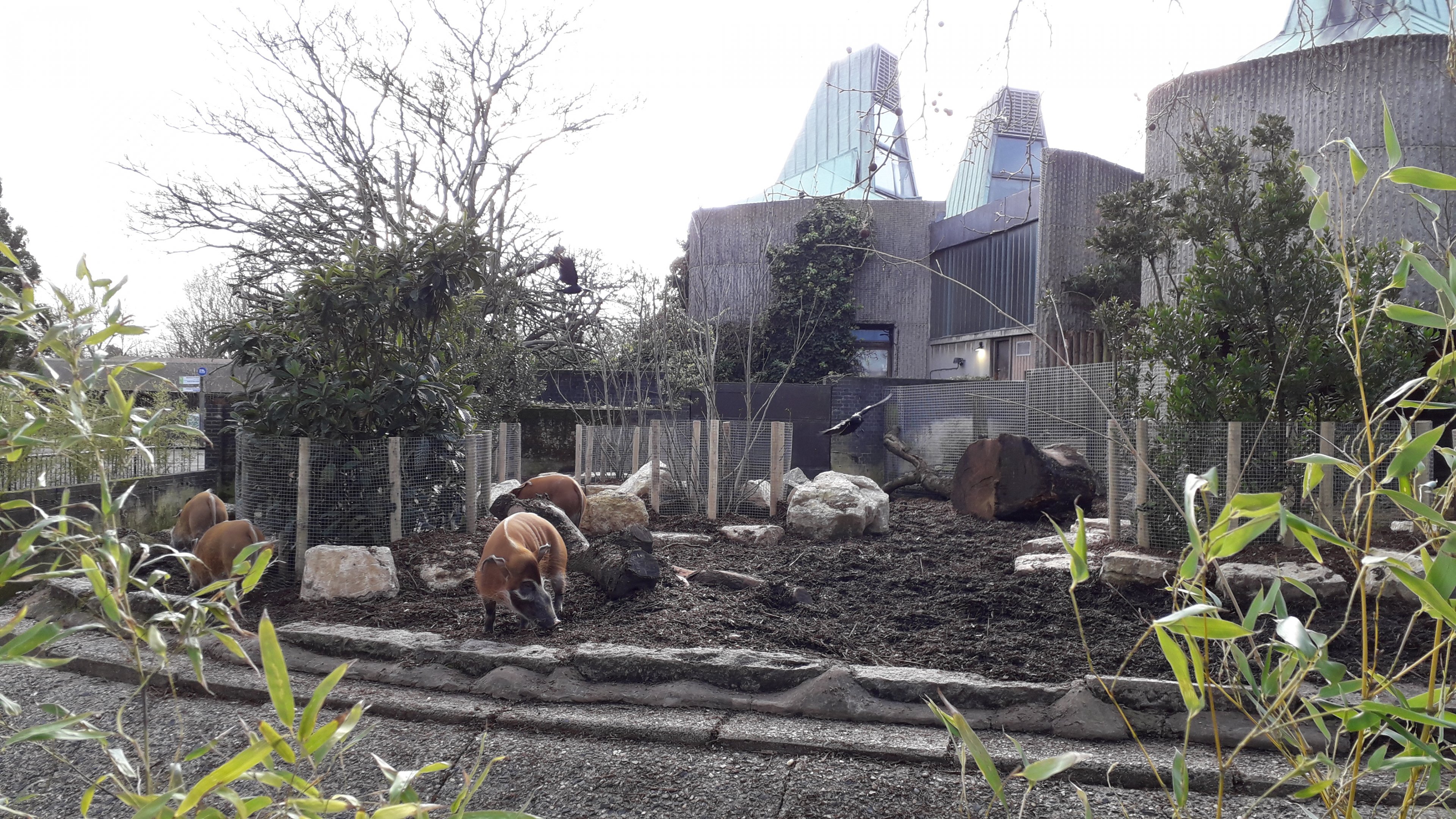 Red River Hogs on the Casson