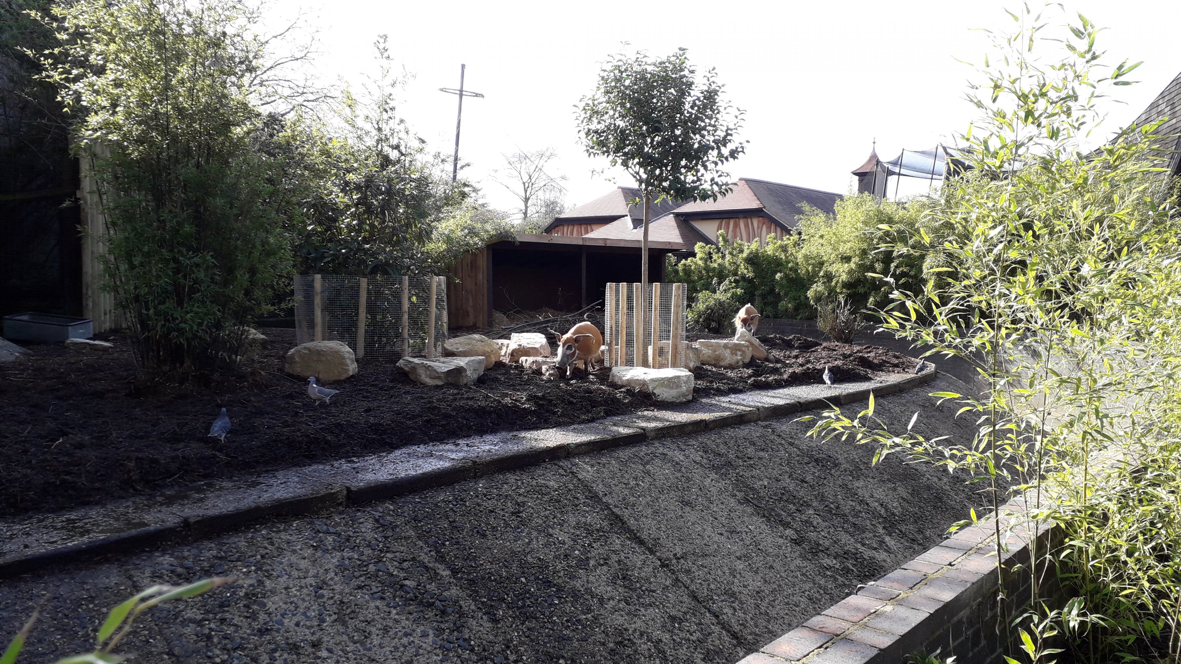 Red River Hogs on the Casson