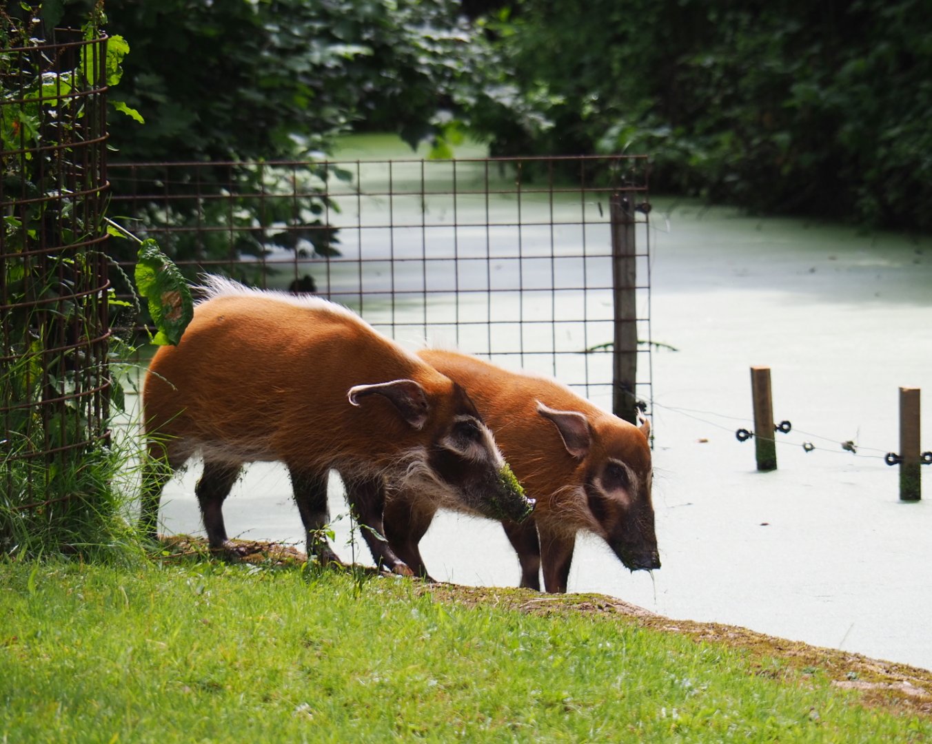 Red river hogs (Potamochoerus porcus), 2019-07-21