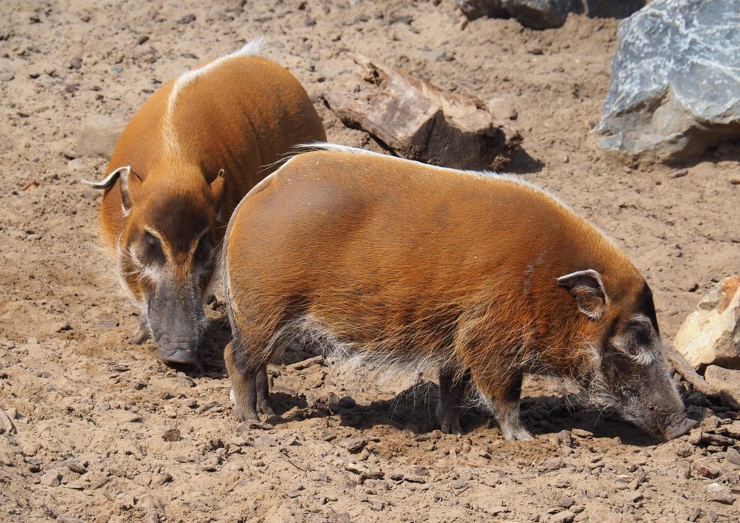Red river hogs (Potamochoerus porcus), 2020-09-02