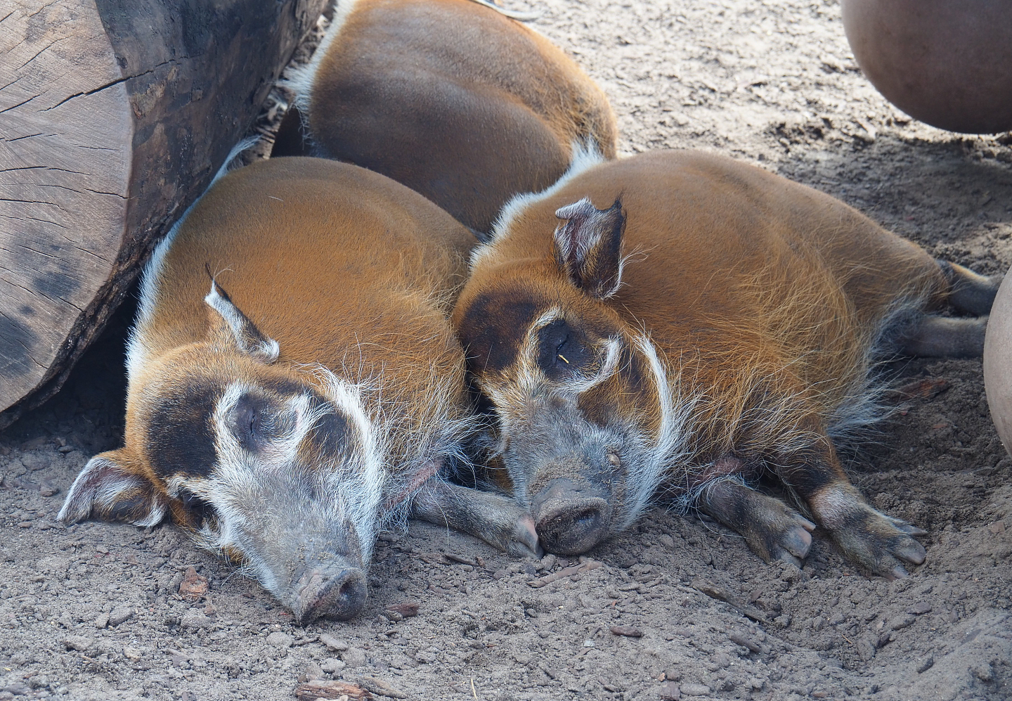 Red river hogs (Potamochoerus porcus), 2022-06-28