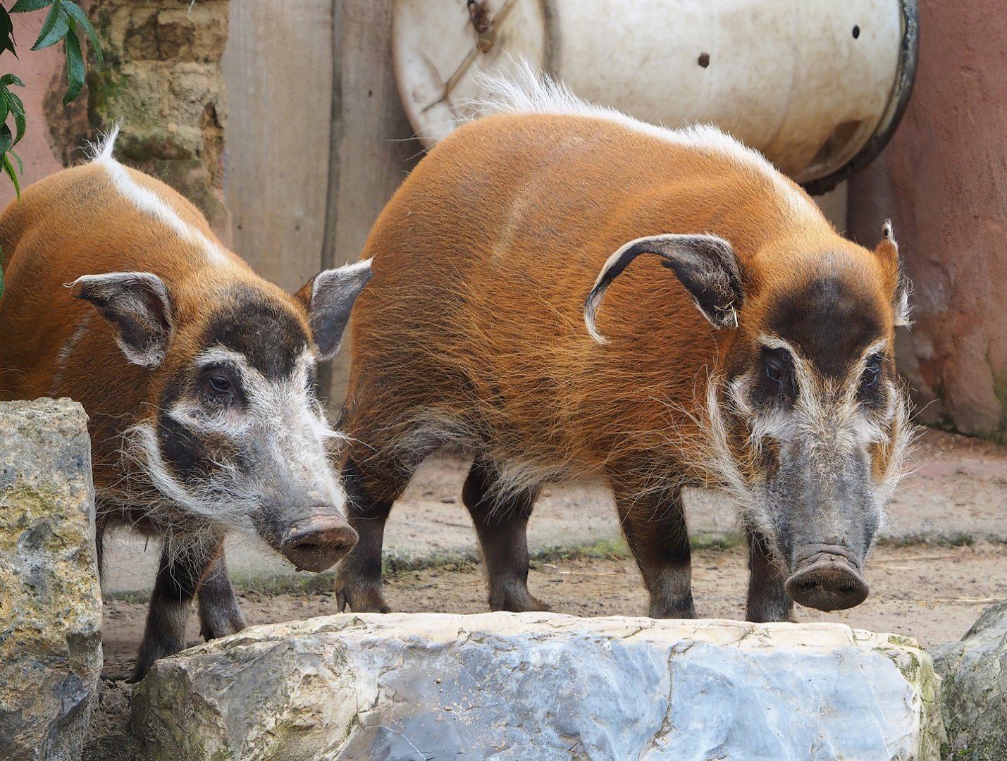 Red river hogs (Potamochoerus porcus), 2023-05-15