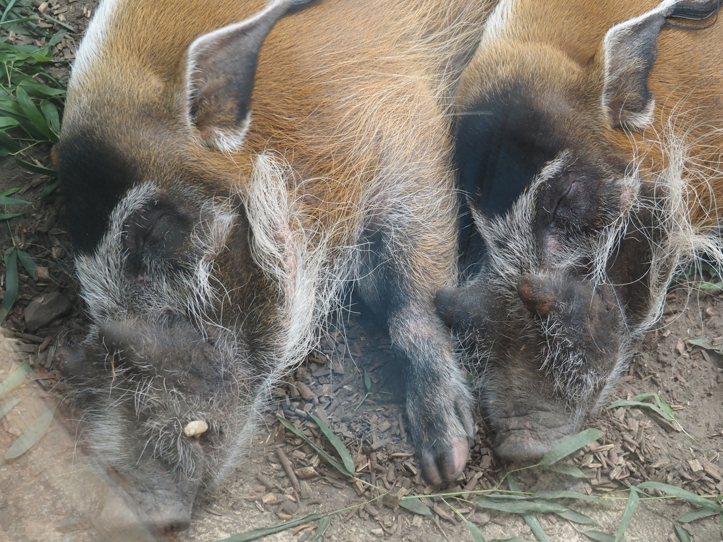 Red river hogs (Potamochoerus porcus), 2025-08-03