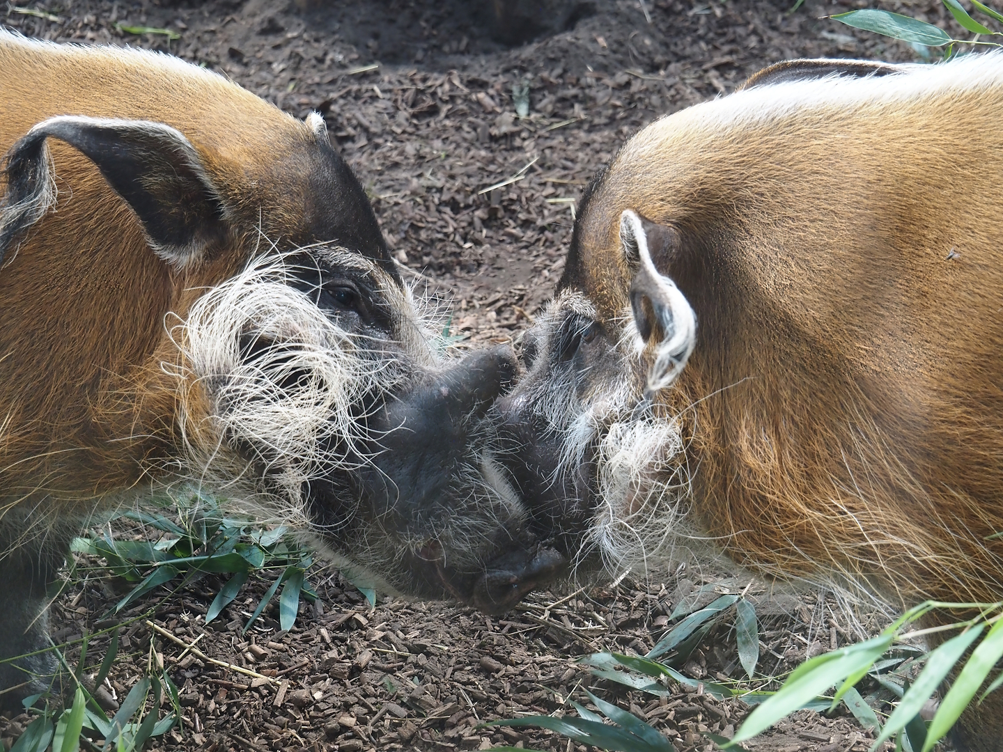Red river hogs (Potamochoerus porcus), 2025-08-03