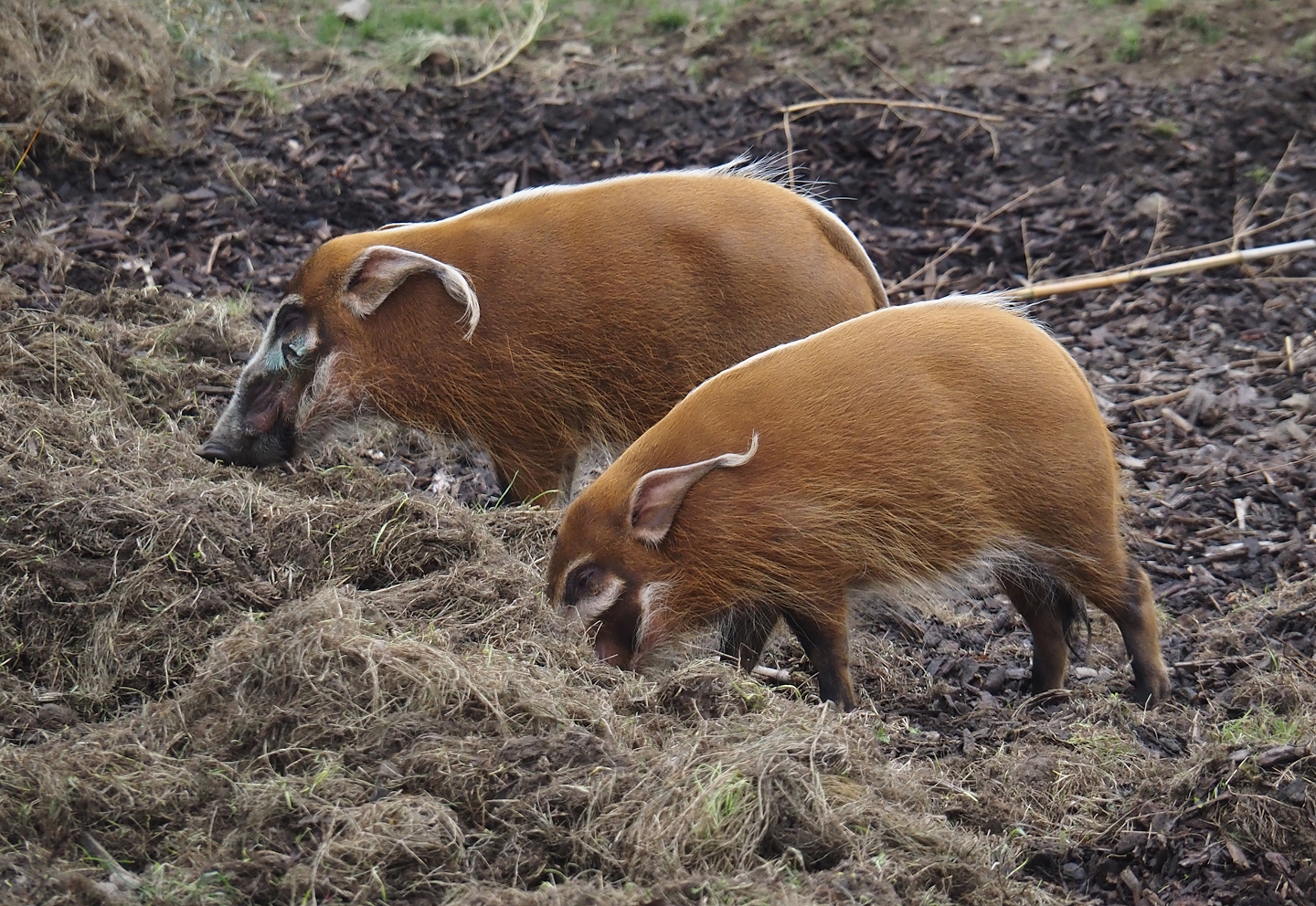 Red river hogs (Potamochoerus porcus) rooting up grass, 2025-10-19