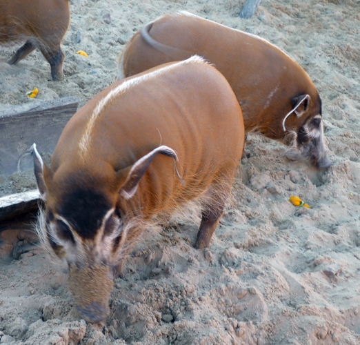 Red river hogs (Potamochoerus porcus)