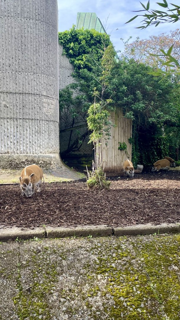 Red River Hogs, Potamochoerus porcus