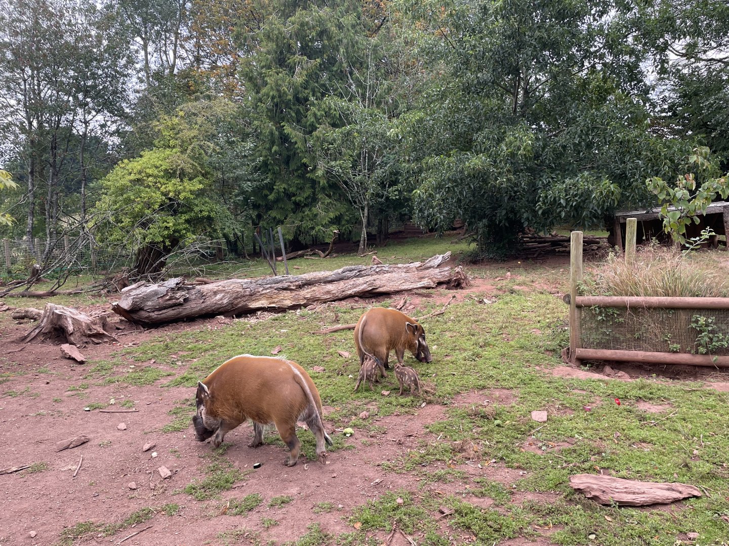 Red River Hogs (Potamochoerus porcus