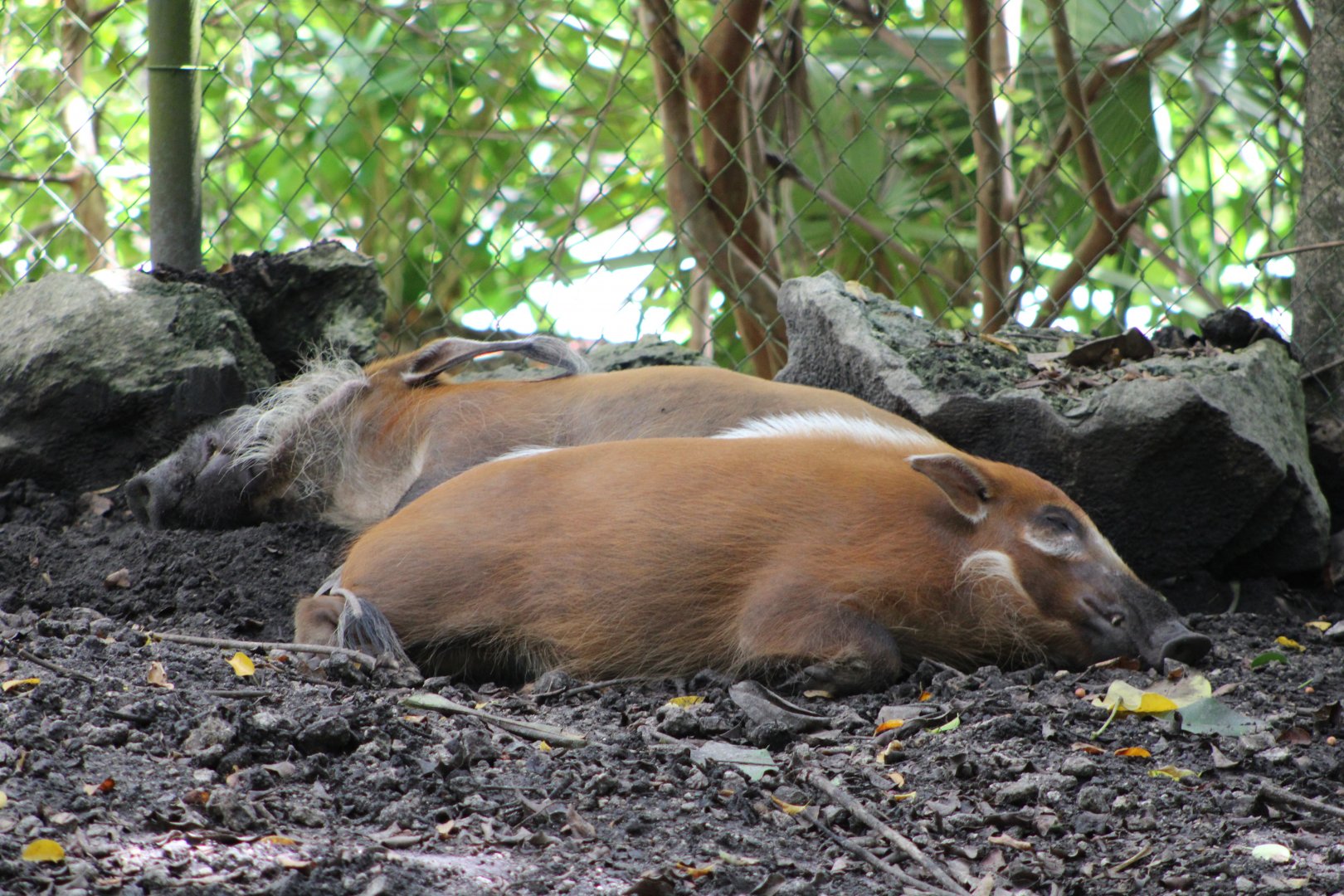 Red River Hogs (Potamochoerus porcus)