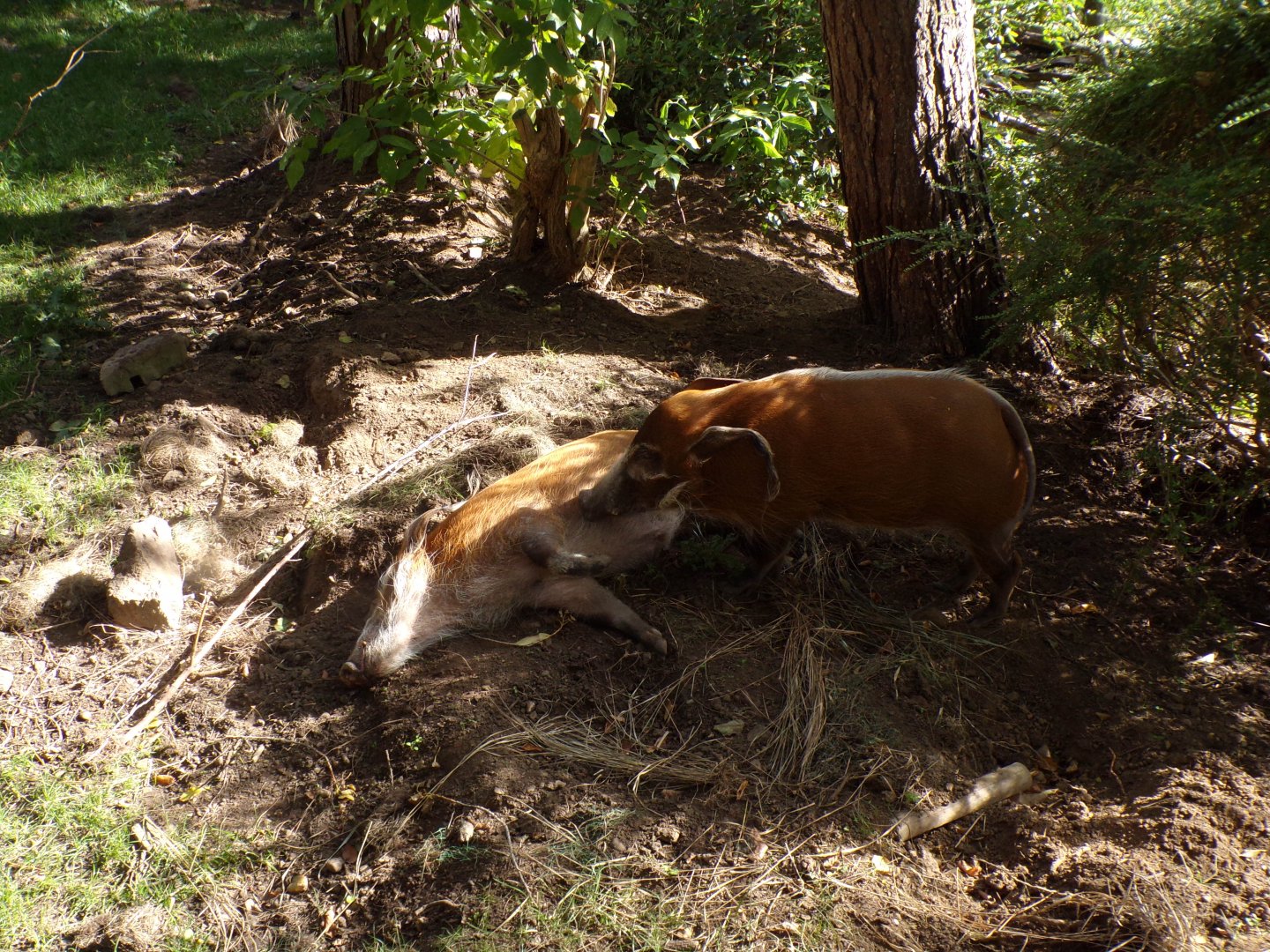 Red river hogs “Scott” and “Thomas” 16.9.24