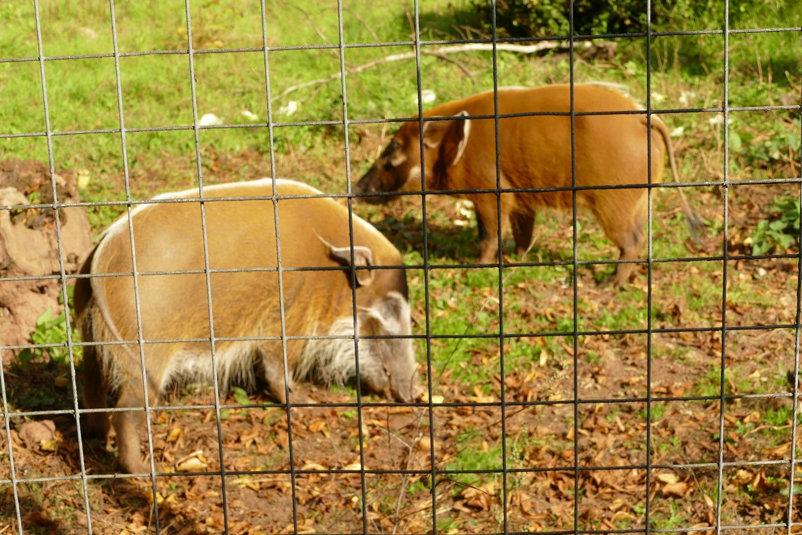 Red River Hogs, September 2021