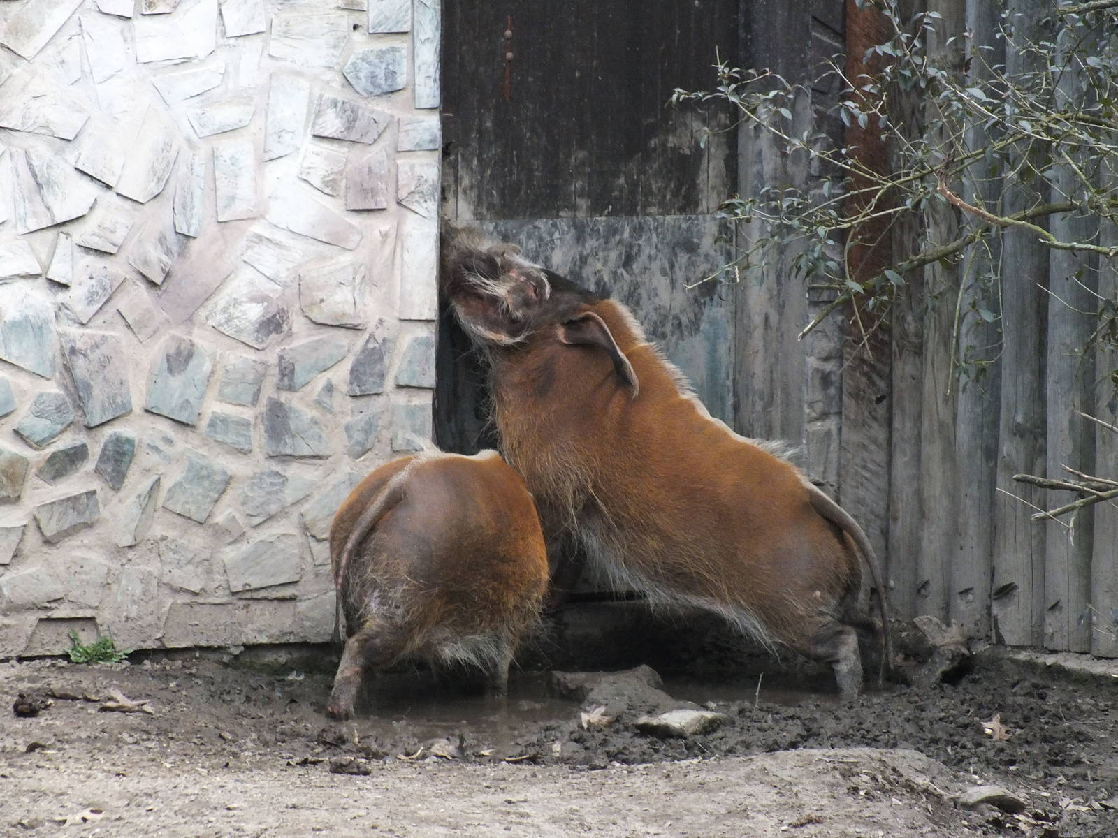 Red River Hogs want to go Inside