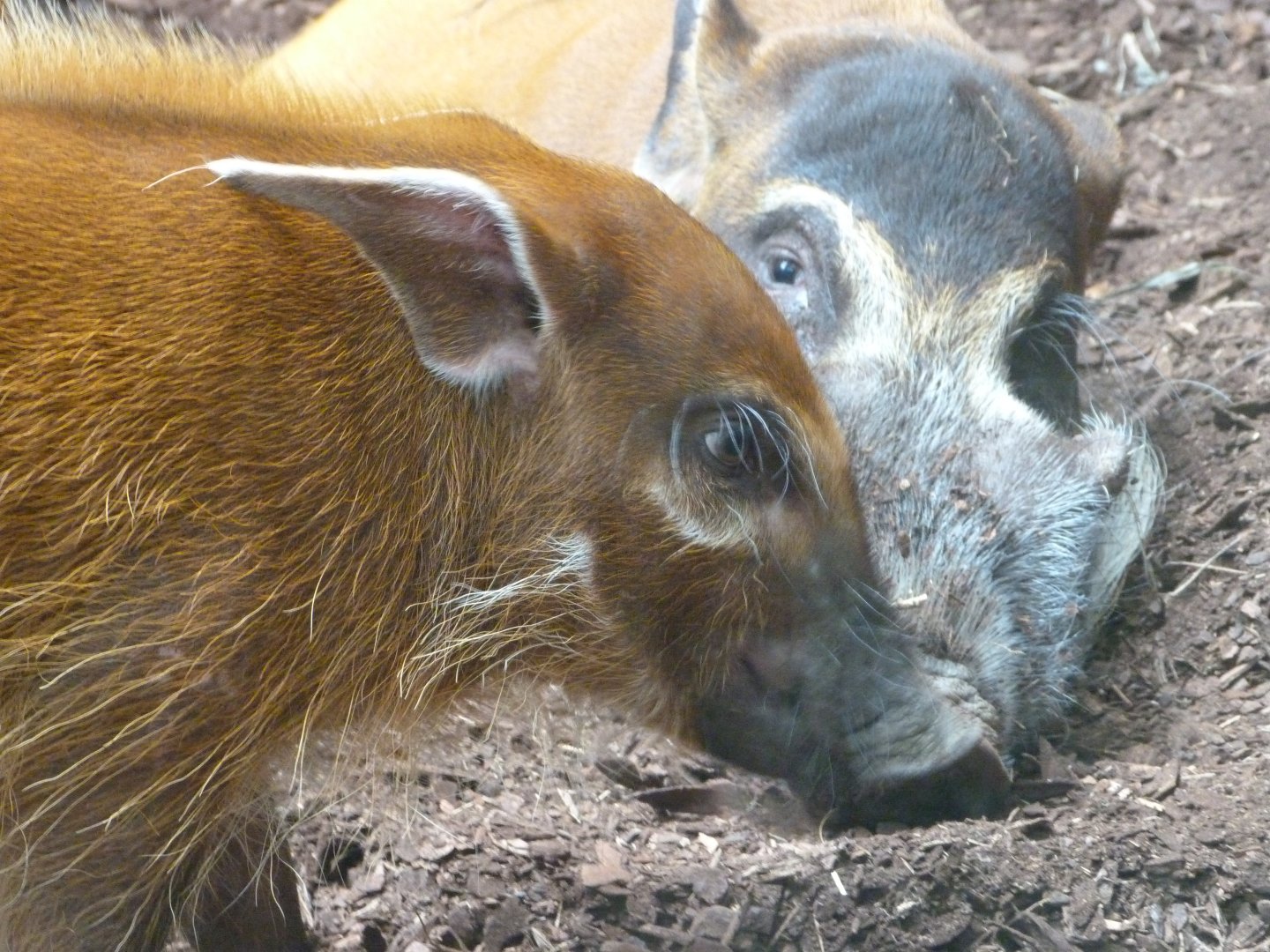 Red river hogs -Zoo Praha (2025)