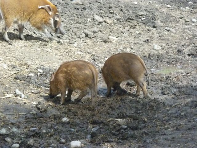 Red River Hogs