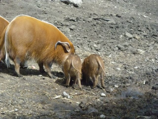 Red River Hogs