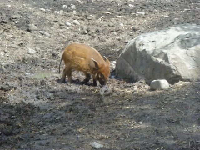 Red River Hogs