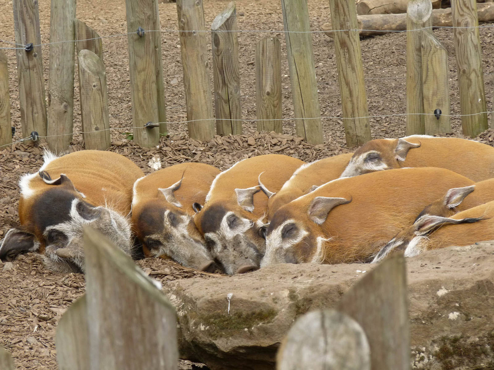 Red River Hogs