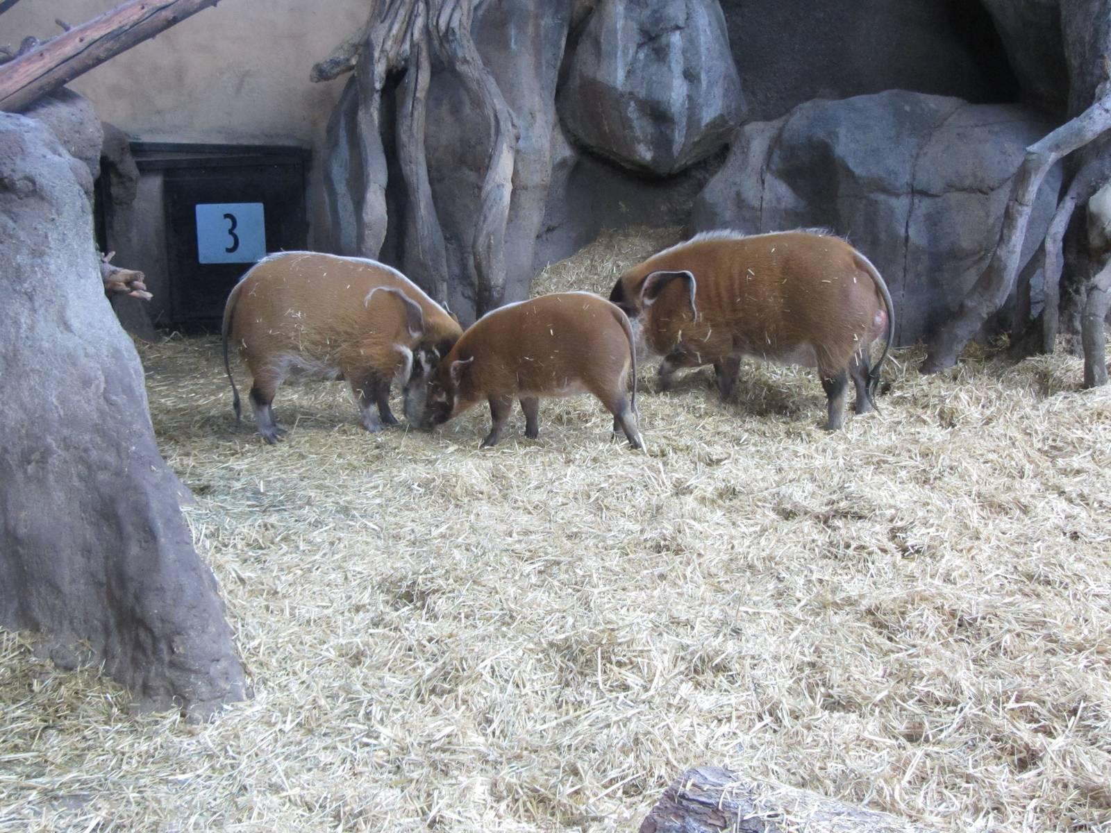 Red River Hogs