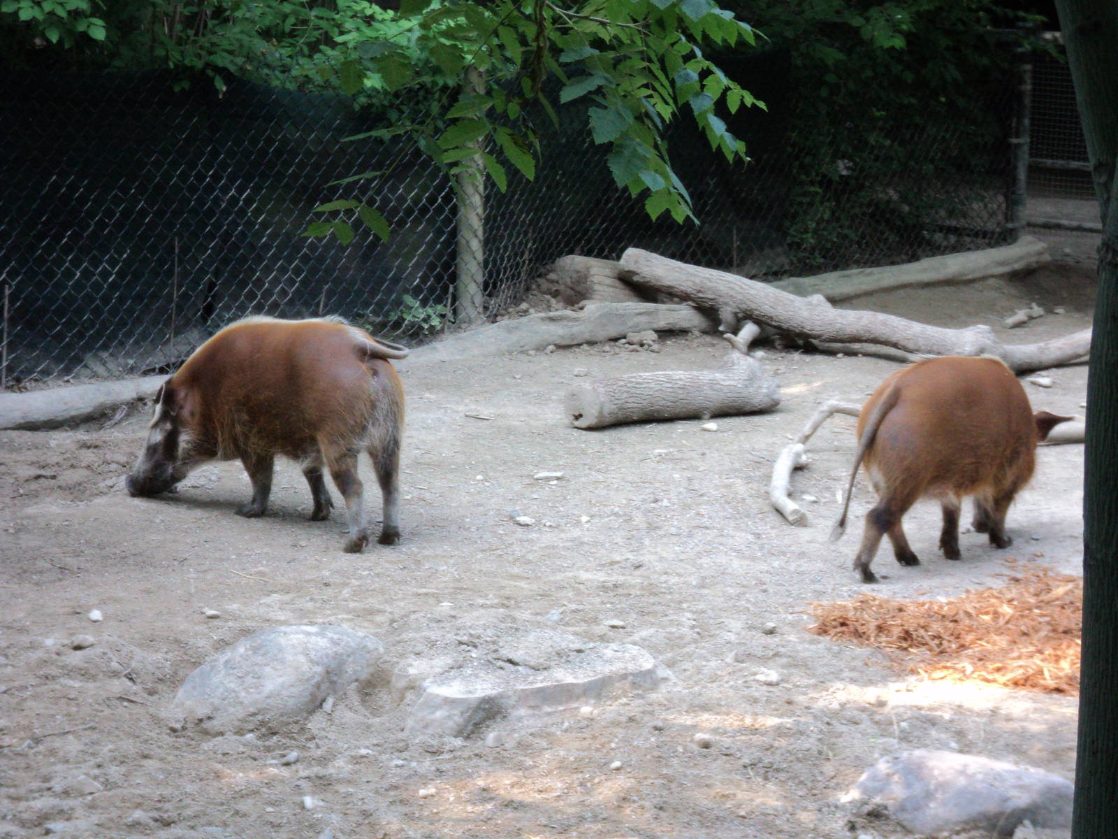 Red River Hogs