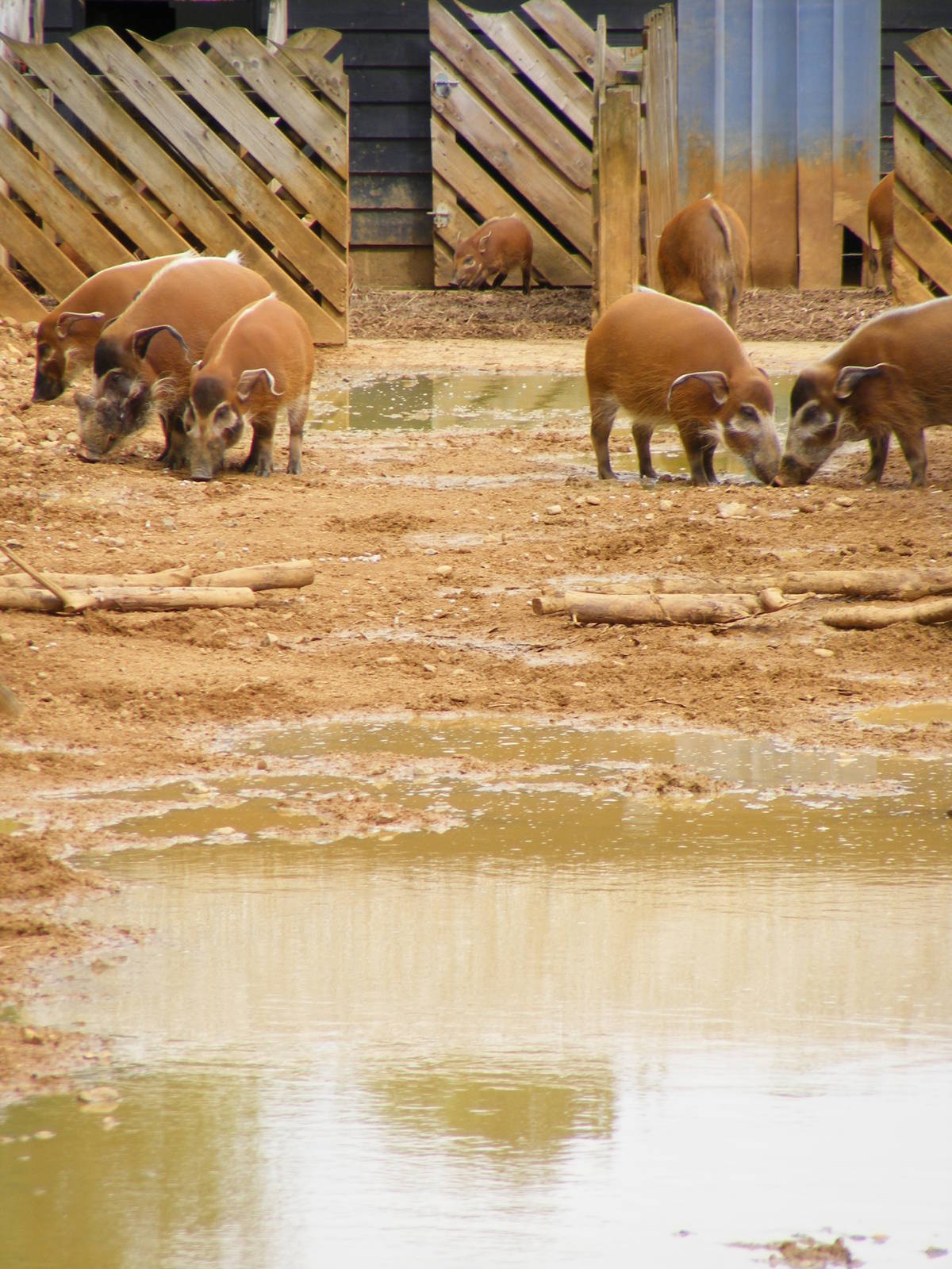Red river hogs