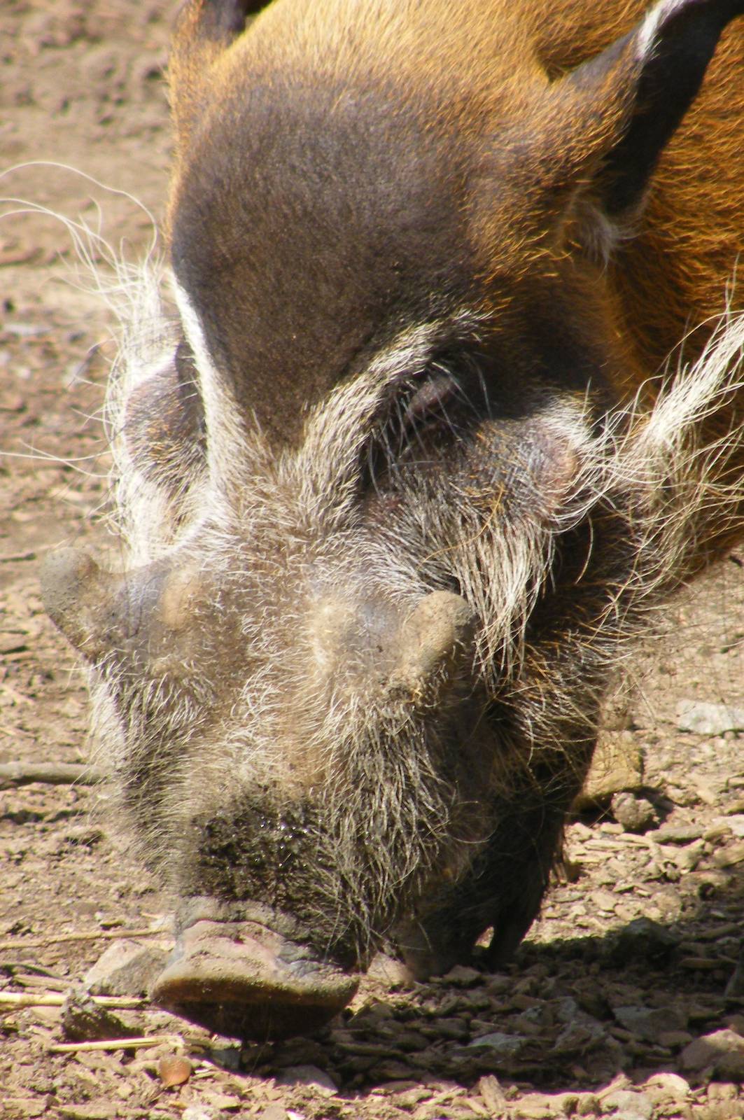 Red River Hogs
