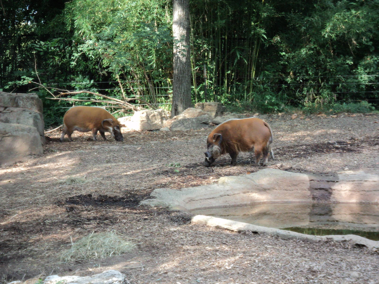 Red River Hogs