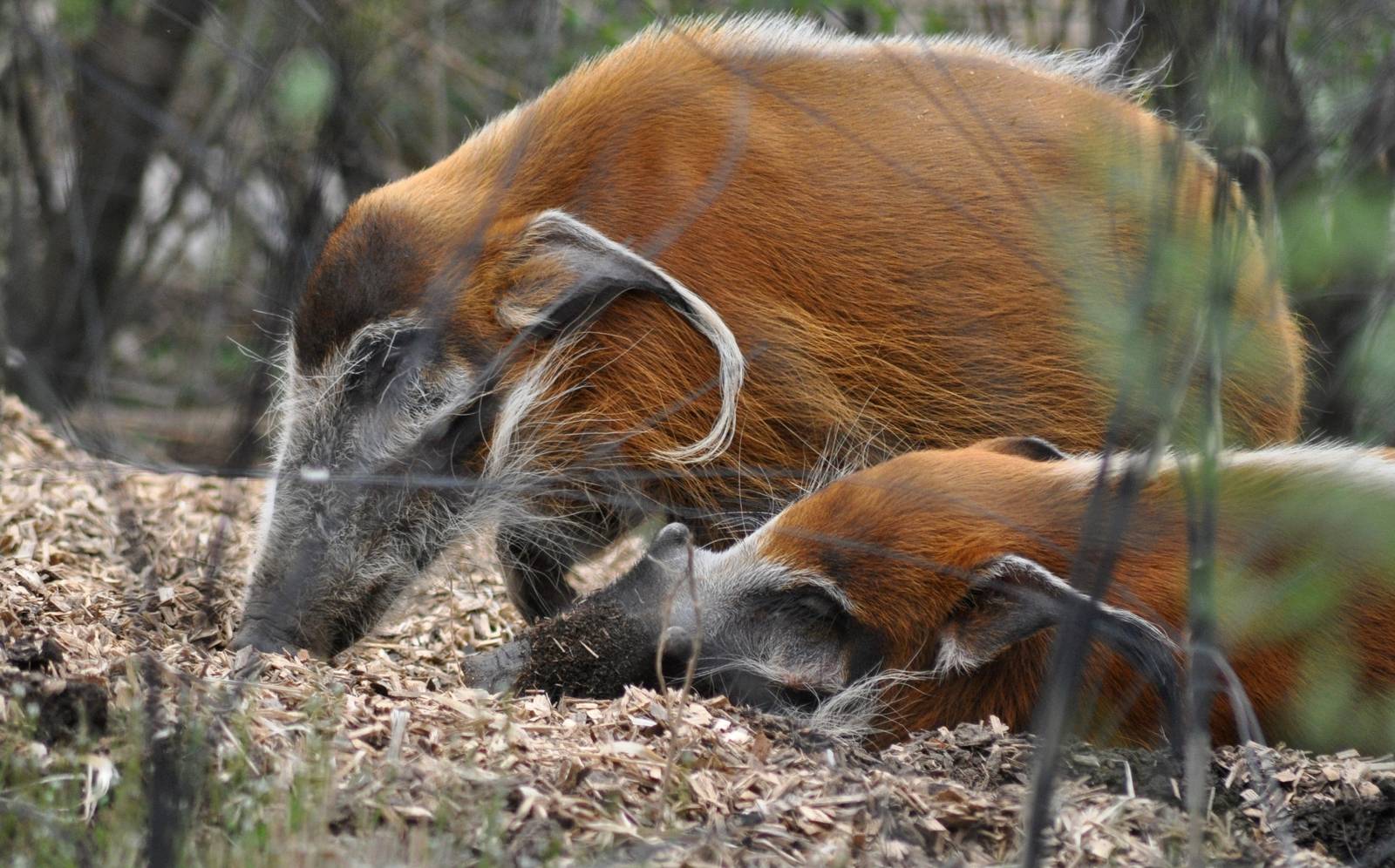 Red River Hogs