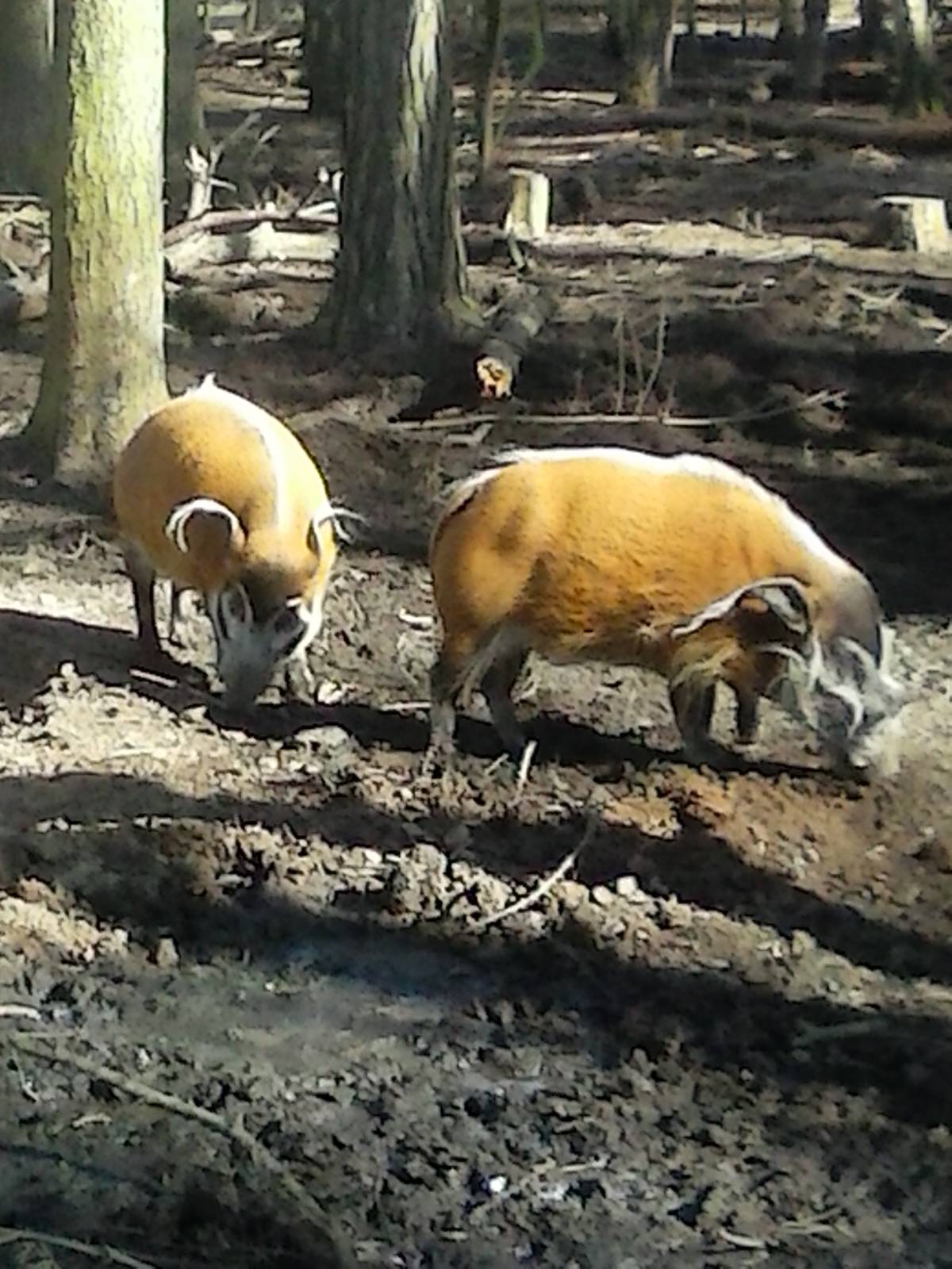red river hogs