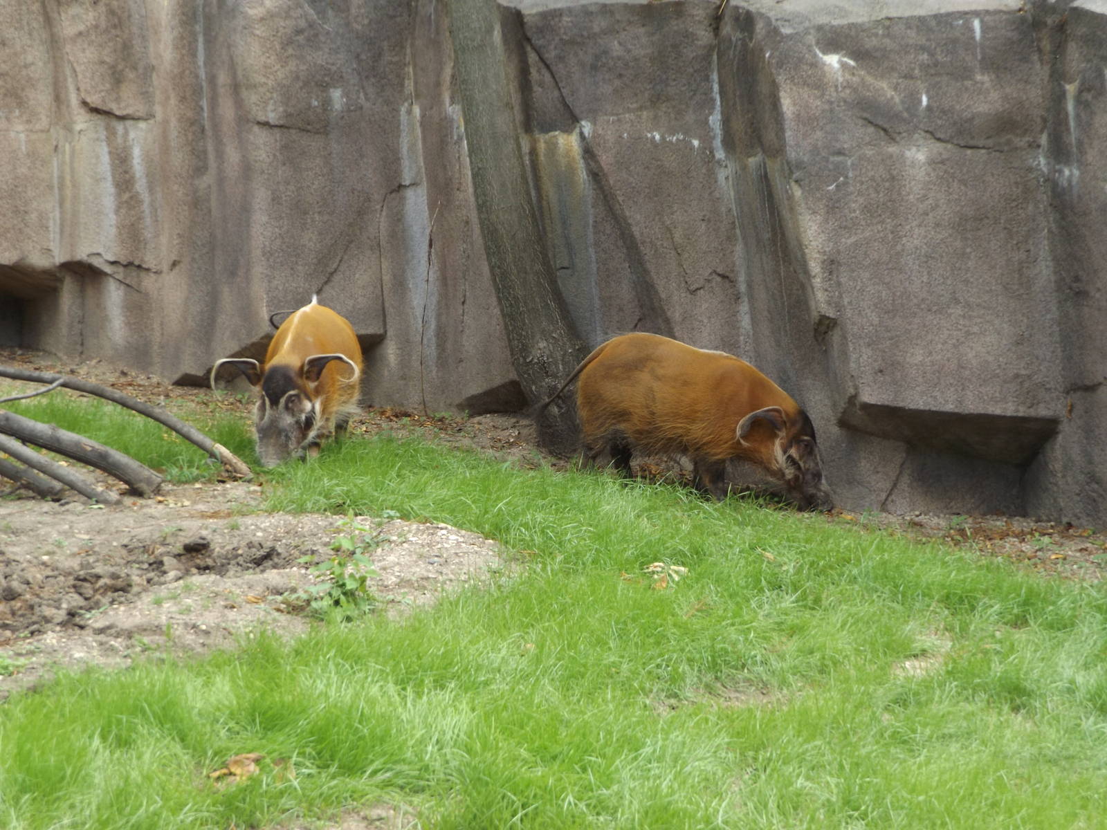 Red River Hogs