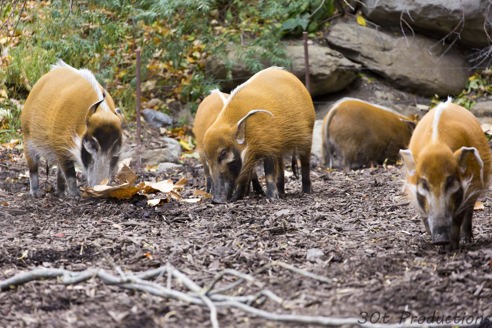 Red River Hogs