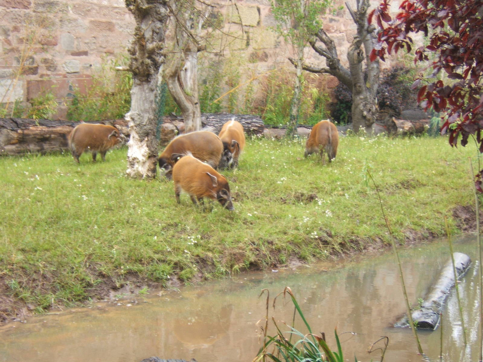 Red River Hogs