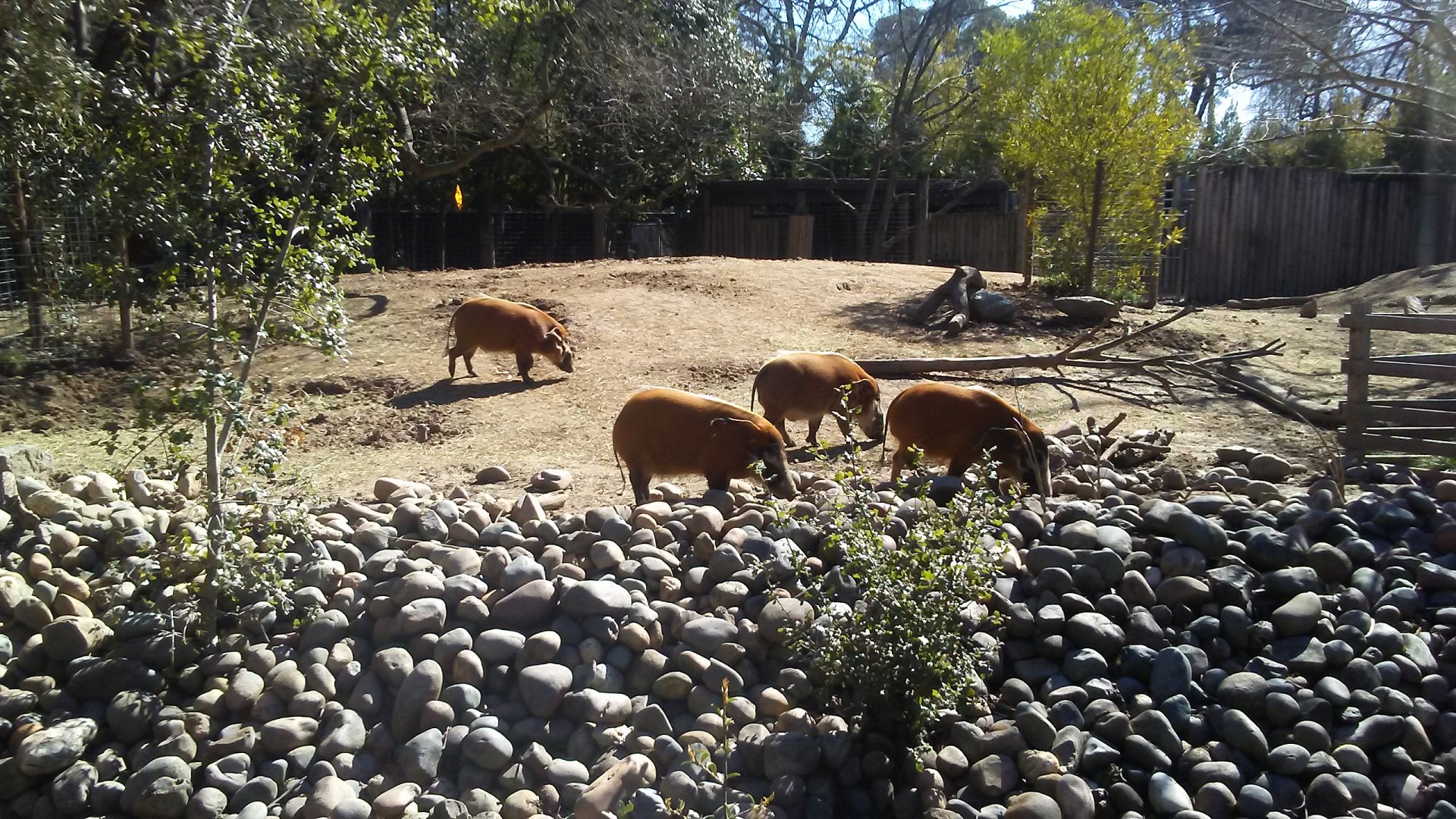 Red river hogs
