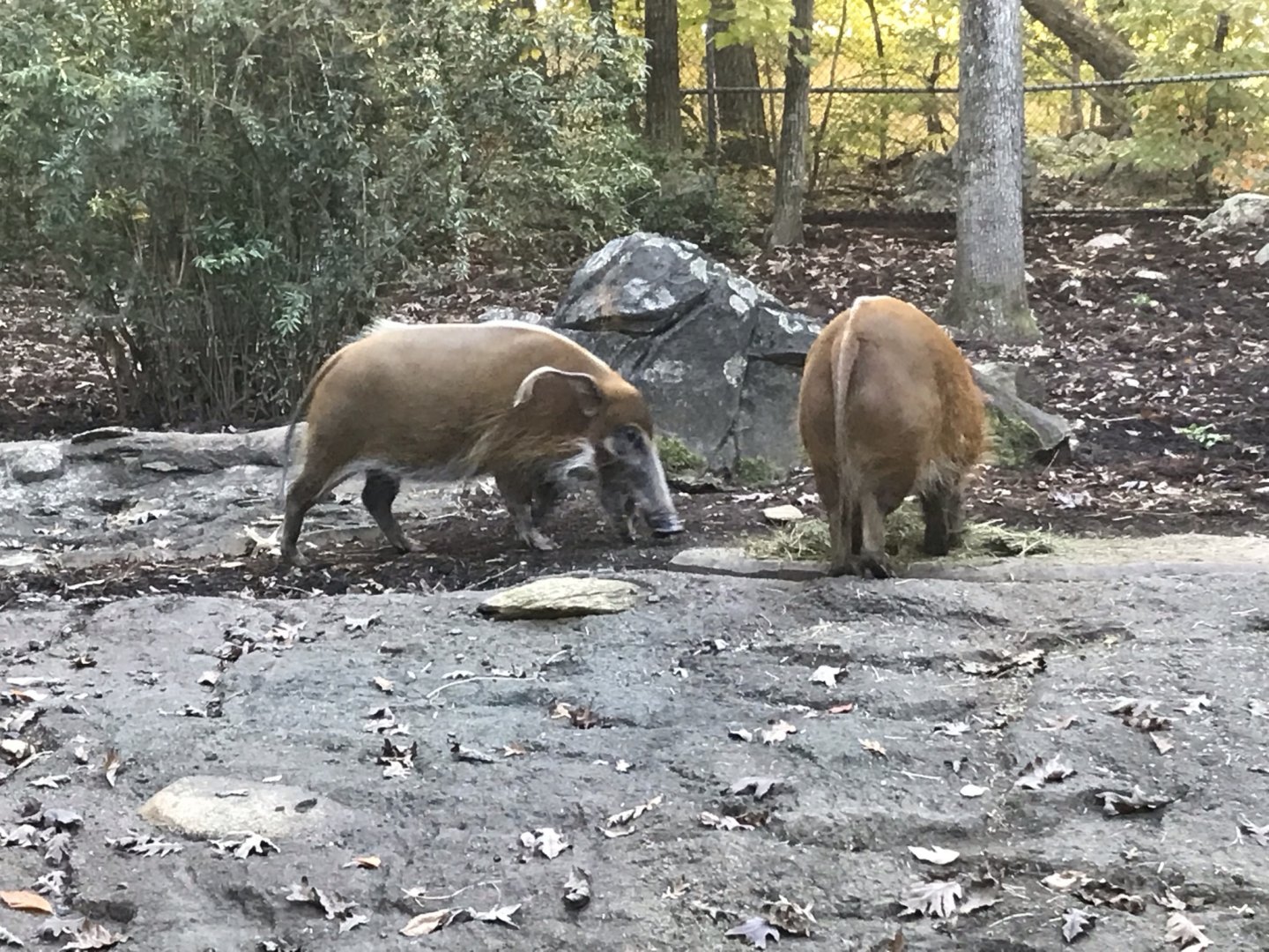 Red River Hogs