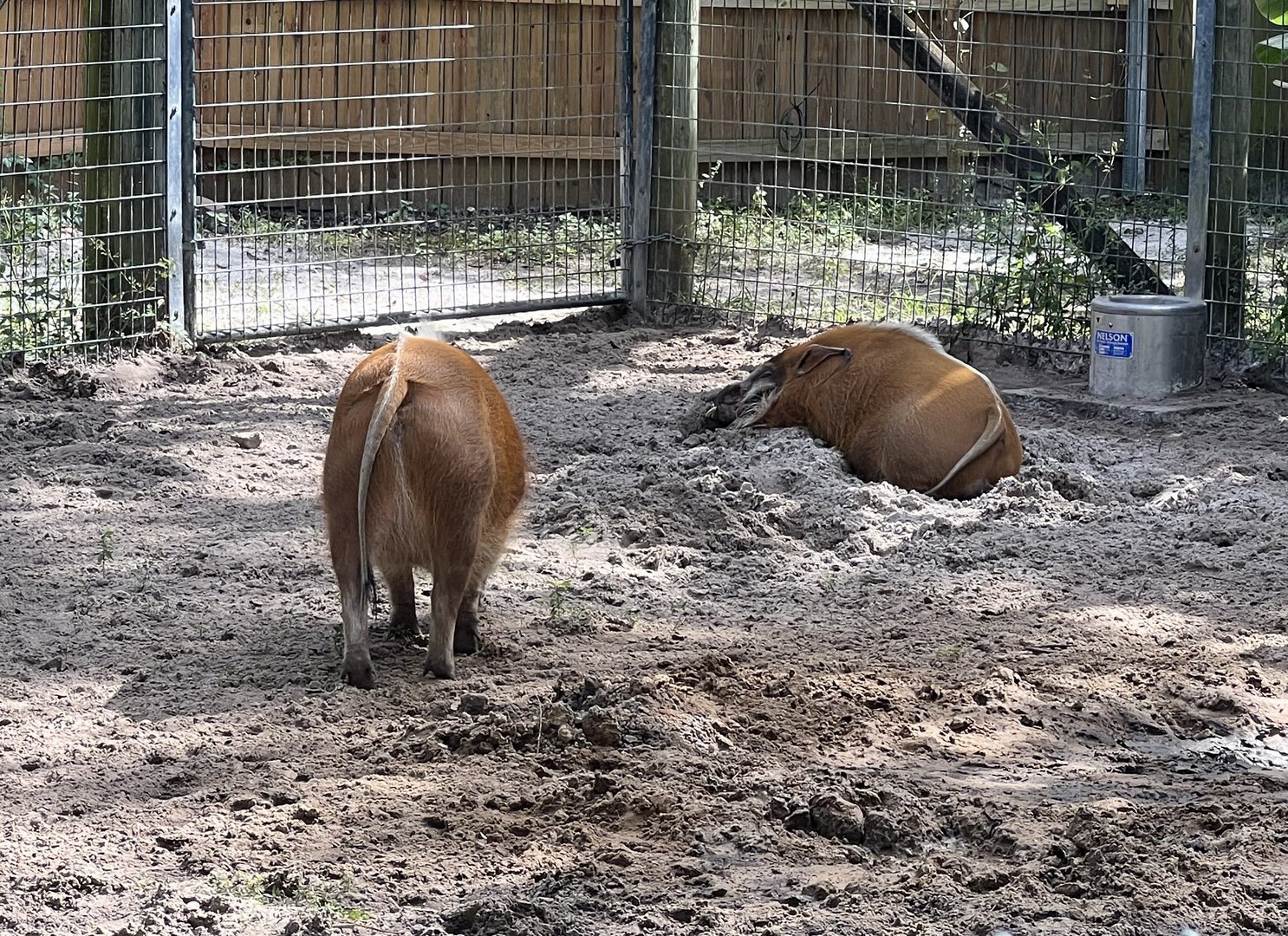 Red River Hogs